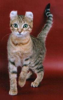      DGC TICA, ICH WCF   
    Gladiator Bilberry Snow of
                Russicurls
 male Golden Spotted Tabby SH