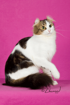 Pictured: Best of Breed GC, BW, RW DBCATS YOU'RE THE ONE, Brown Tabby-White American Curl Longhair Female 
Photo: © Chanan 