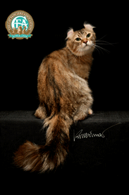 Pictured: Third Best of Breed GC YOCURL ANGELSPUN BLACKMAN, Brown Patched Tabby American Curl Longhair Female 
Photo: © Russell Law 