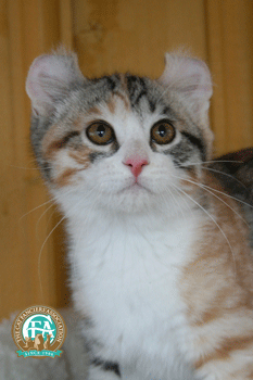 Pictured: Best of Breed CH, BW ORTALION PIRI PIRI, Brown Patched Spotted Tabby-White American Curl Shorthair Female 
Photo: © 