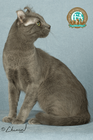 Pictured: Third Best of Breed Shorthair CH CURLNIQUES PRINCE OF PEACE, Blue American Curl Shorthair Male 
Photo: © Chanan
